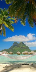 Landscape,Palms,Trees,Beach