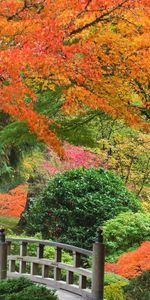 Landscape,Parks,Trees,Autumn