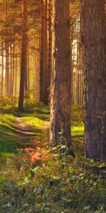 Landscape,Path,Trees,Summer,Nature,Forest