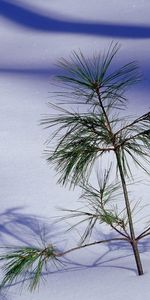 Landscape,Pine,Snow