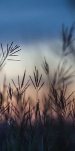 Plantas,Paisaje,Los Campos