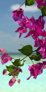 Landscape,Plants,Flowers,Sea