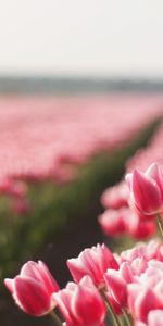 Landscape,Plants,Flowers,Tulips