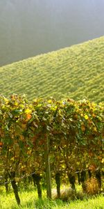 Landscape,Plants,Grapes