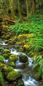 Landscape,Plants,Rivers