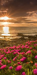 Landscape,Plants,Sun,Flowers,Sunset