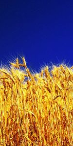 Landscape,Plants,Wheat,Fields