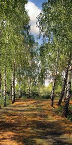 Landscape,Pond,Birch,Summer,Park,Nature