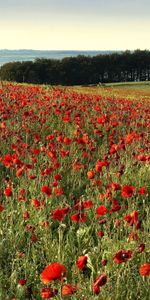 Landscape,Poppies,Fields