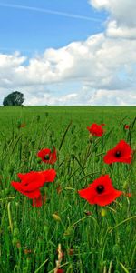 Paysage,Les Champs,Coquelicots