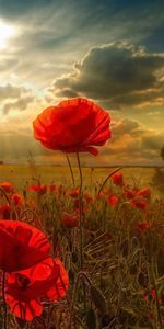 Landscape,Poppies,Flowers,Fields