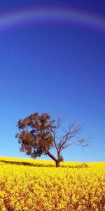 Arbres,Les Champs,Paysage,Arc En Ciel