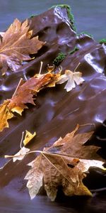 Feuilles,Rivières,Paysage,Automne