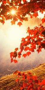 Feuilles,Rivières,Sun,Paysage,Automne