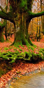 Arbres,Rivières,Automne,Paysage