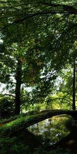 Rivières,Arbres,Bridges,Paysage