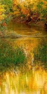 Rivières,Paysage,Herbe,Automne