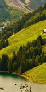 Arbres,Sapins,Rivières,Montagnes,Paysage