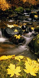 Landscape,Rivers,Stones,Leaves