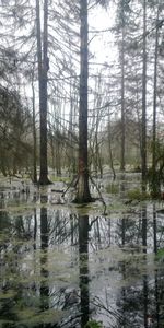 Landscape,Rivers,Trees