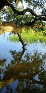 Paysage,Rivières,Arbres