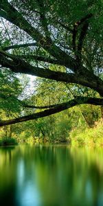 Paysage,Arbres,Rivières