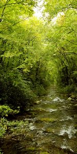 Landscape,Rivers,Trees