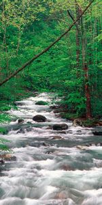 Landscape,Rivers,Trees