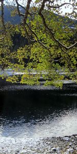 Rivières,Arbres,Montagnes,Paysage