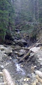 Árboles,Stones,Ríos,Paisaje