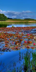 Landscape,Rivers,Trees,Water Lilies