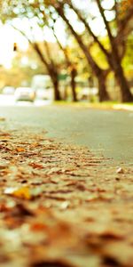 Landscape,Roads,Autumn,Leaves