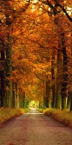 Paysage,Routes,Arbres,Automne