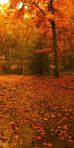 Landscape,Roads,Autumn,Trees