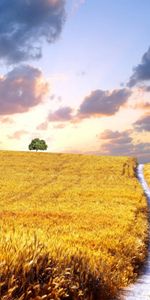 Landscape,Roads,Fields