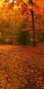 Landscape,Roads,Leaves,Autumn