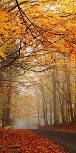 Landscape,Roads,Leaves,Trees,Autumn