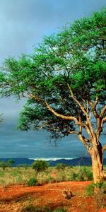 Landscape,Savanna,Trees,Clouds