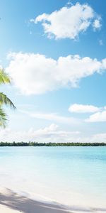 Landscape,Sea,Beach,Palms