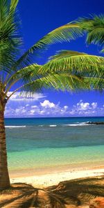 Palms,Paysage,Mer,Plage