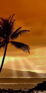 Landscape,Sea,Clouds,Sunset,Palms