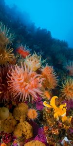 Coral,Paisaje,Mar