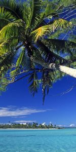 Landscape,Sea,Palms