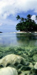 Palms,Mer,Paysage