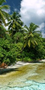 Landscape,Sea,Palms