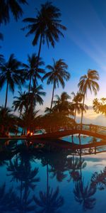 Landscape,Sea,Palms