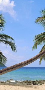 Landscape,Sea,Palms