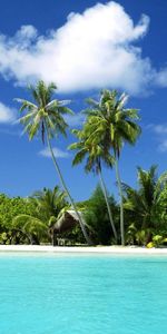 Landscape,Sea,Palms,Beach