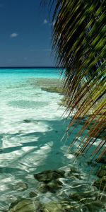 Landscape,Sea,Palms,Beach