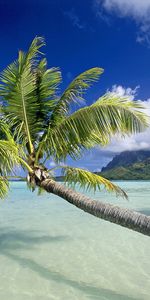 Palms,Mer,Paysage,Plage